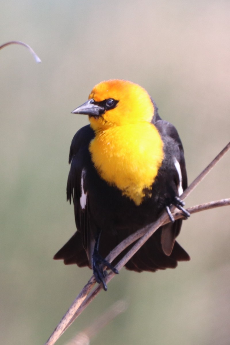 Yellow-headed Blackbird - ML340355231