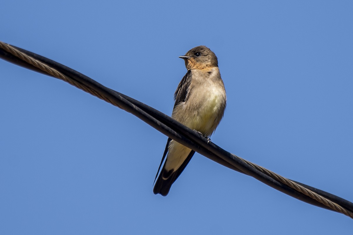 Southern Rough-winged Swallow - Luiz Carlos Ramassotti
