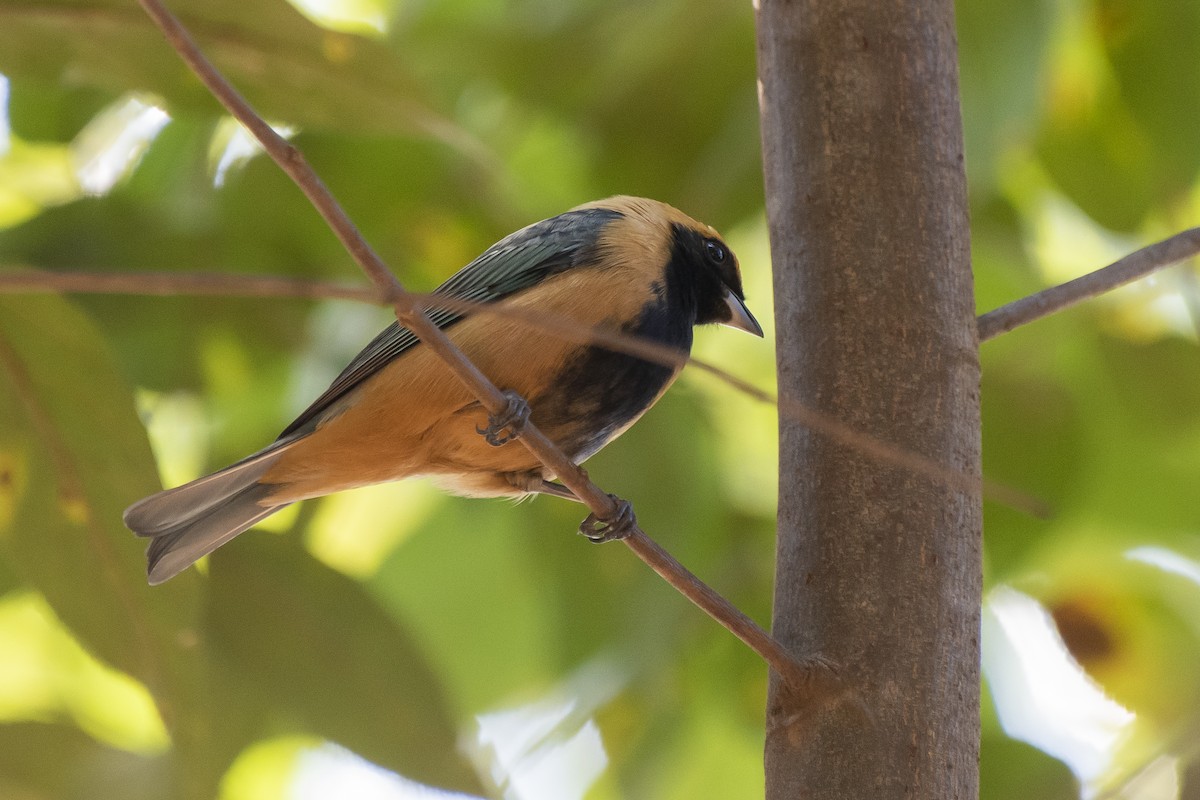 Burnished-buff Tanager - ML340358961