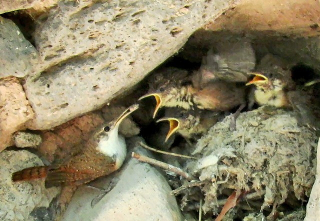 Adult feeding nestlings. - Canyon Wren - 