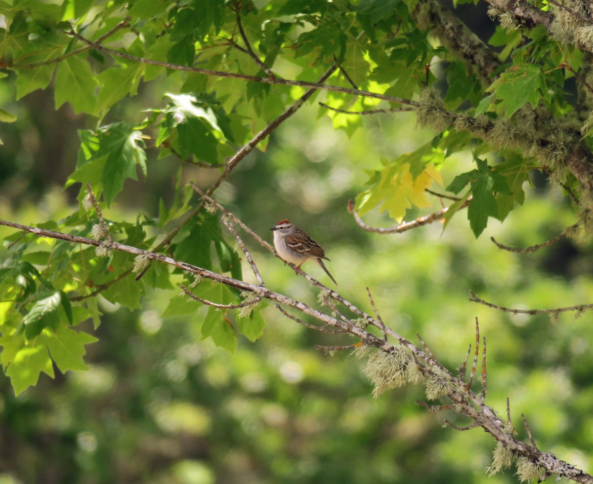 Chipping Sparrow - ML340362711