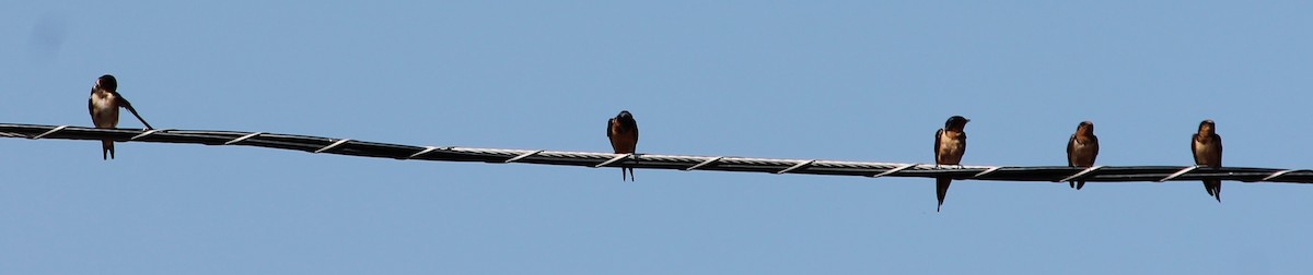 Barn Swallow - Lorraine Lanning