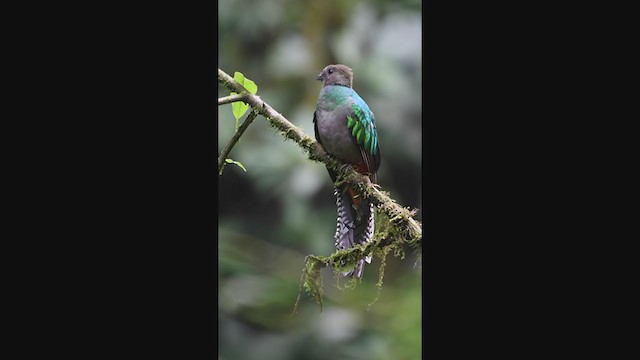 Resplendent Quetzal (Guatemalan) - ML340372151