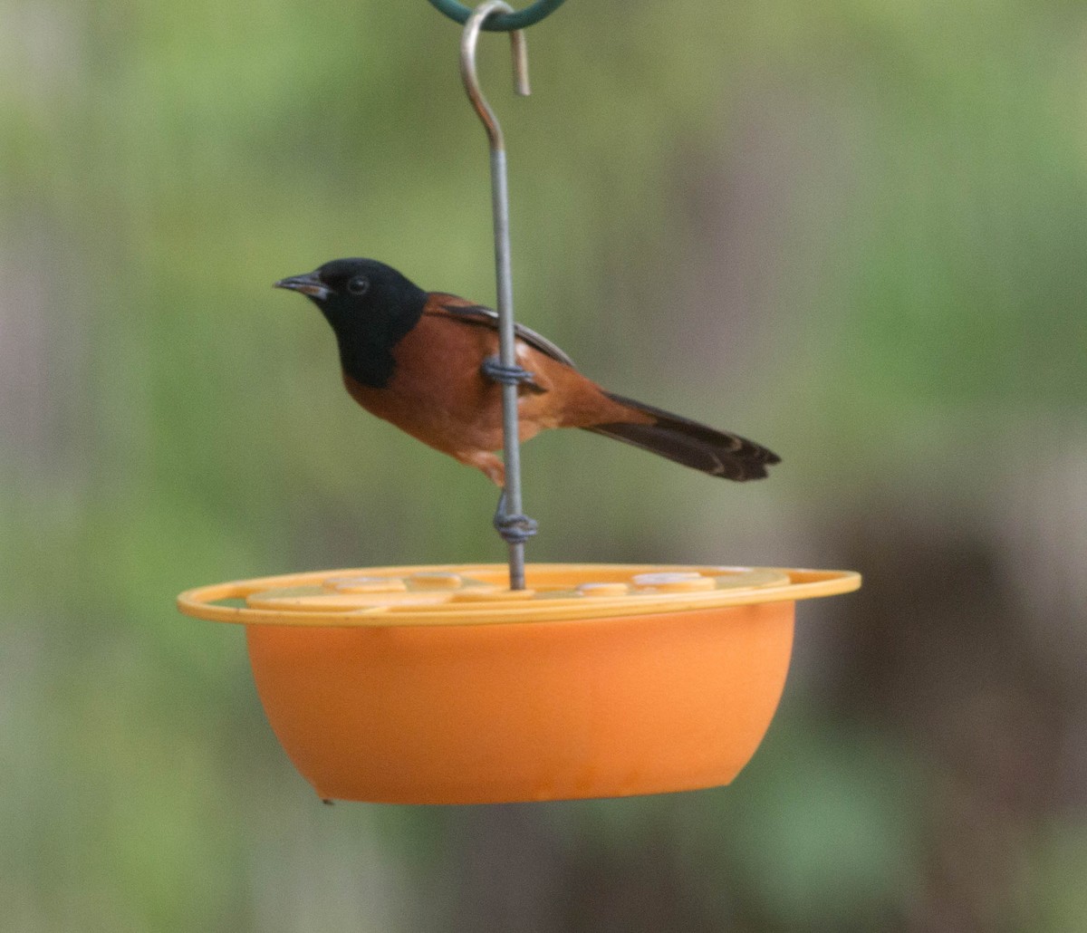 Orchard Oriole - ML340373951