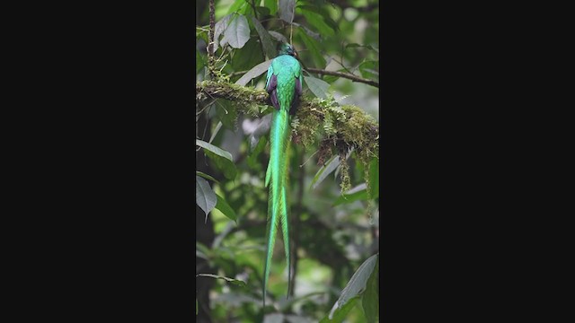 Quetzal resplendissant (mocinno) - ML340380941