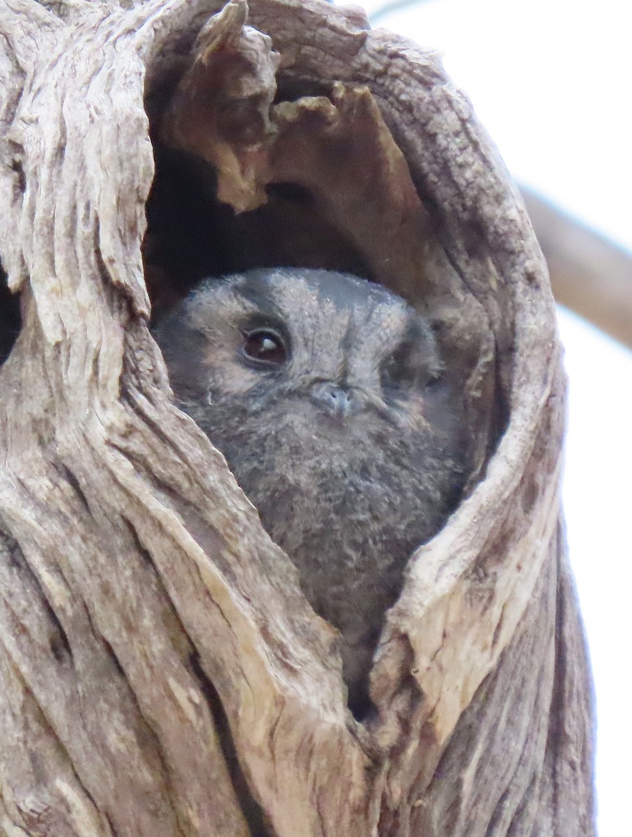 Australian Owlet-nightjar - Peter Taylor (ex Birding SW)