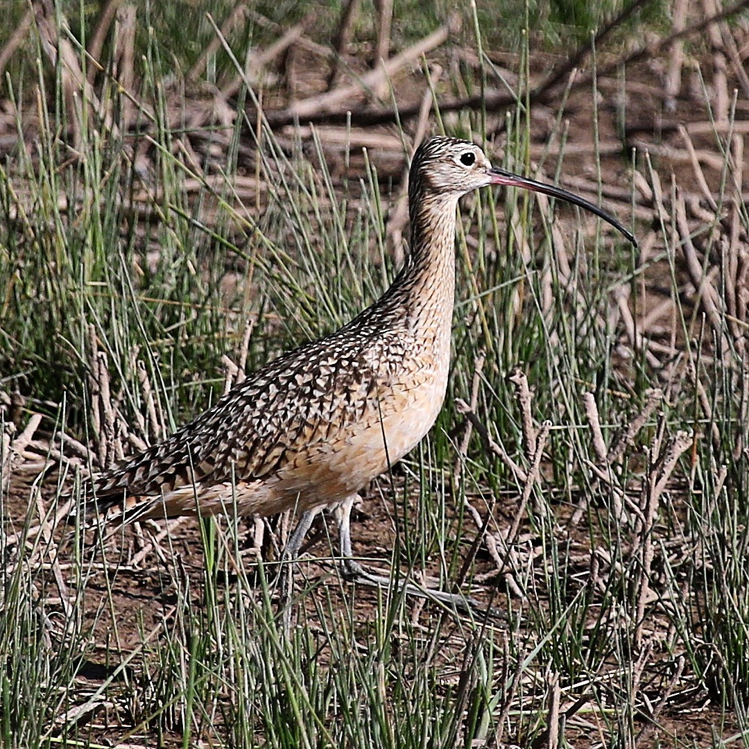 Long-billed Curlew - ML340388371