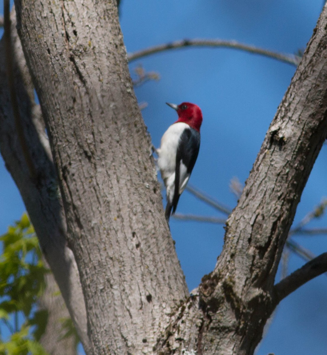 Red-headed Woodpecker - Liz Shlapack