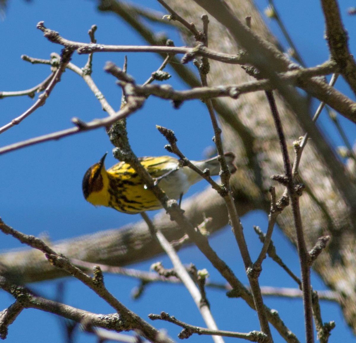 Cape May Warbler - ML340389661