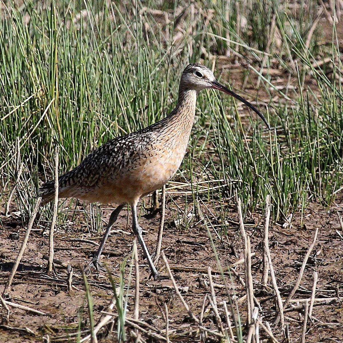 Long-billed Curlew - Jonathan Dowell