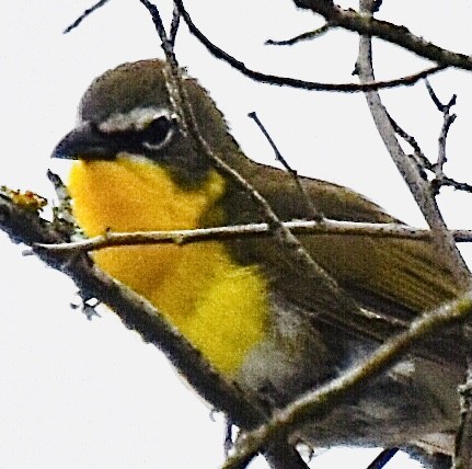 Yellow-breasted Chat - ML340391011