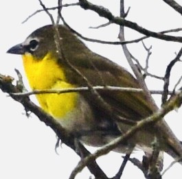 Yellow-breasted Chat - ML340391081