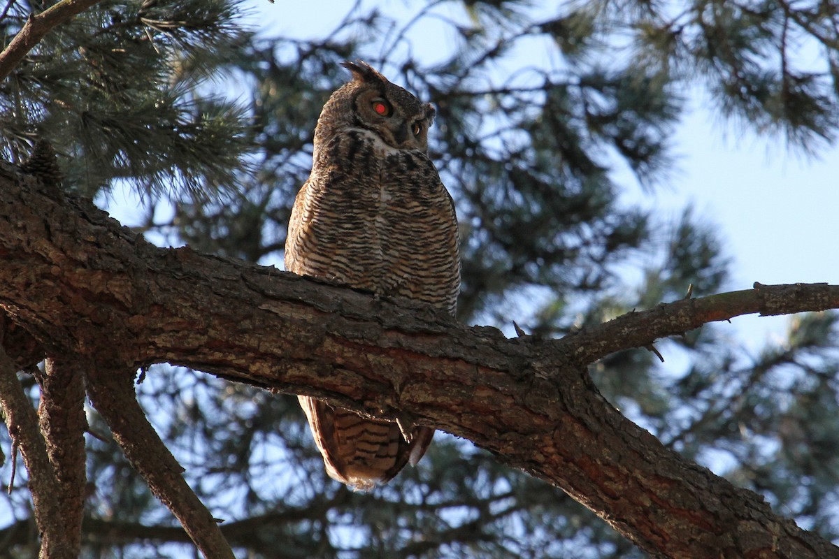 Great Horned Owl - ML34039221