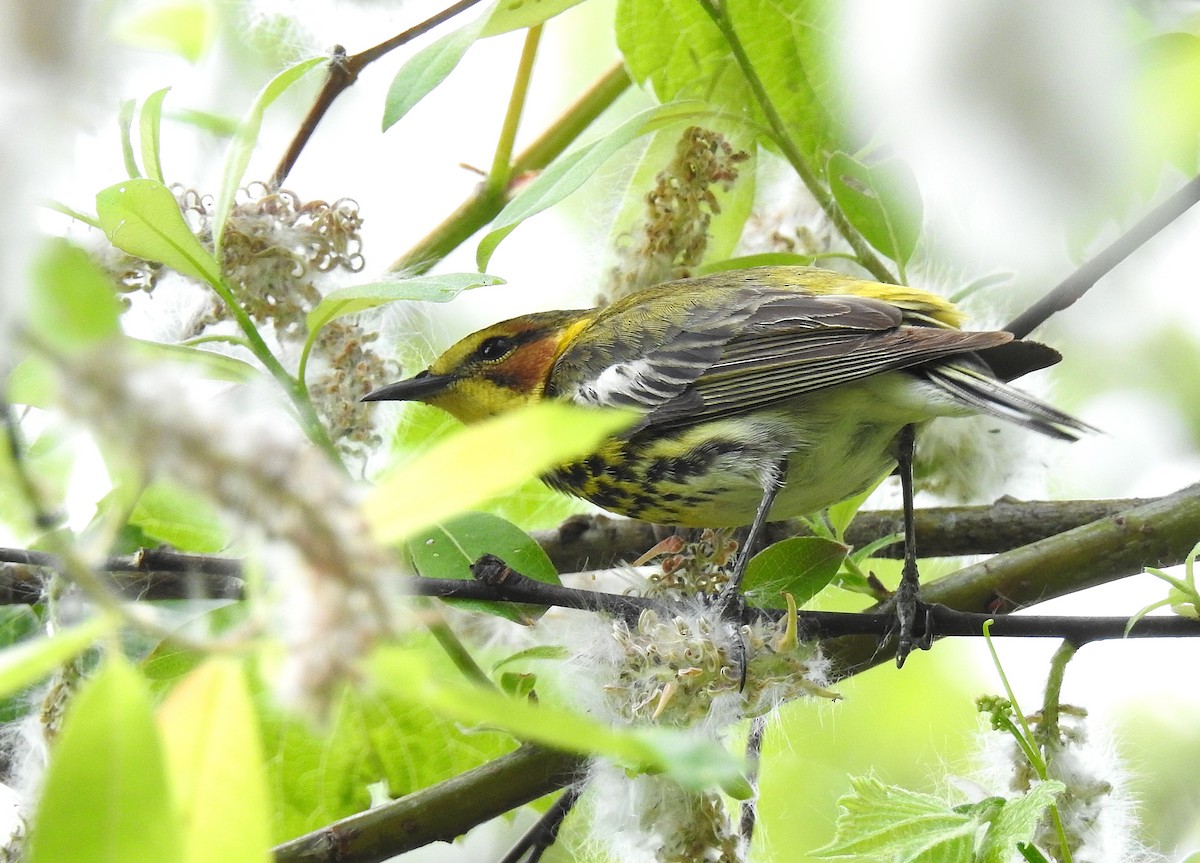 Cape May Warbler - ML340392361