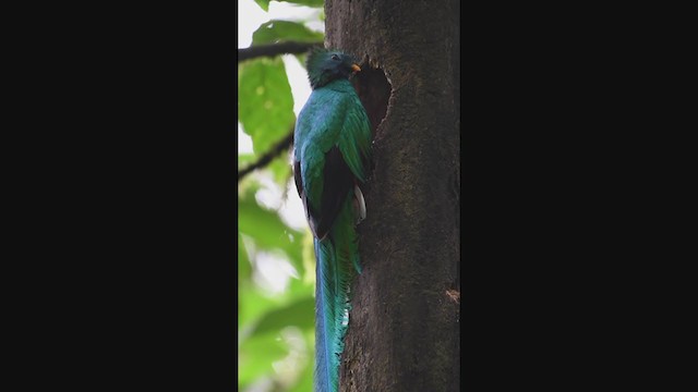 Quetzal resplendissant (mocinno) - ML340392671