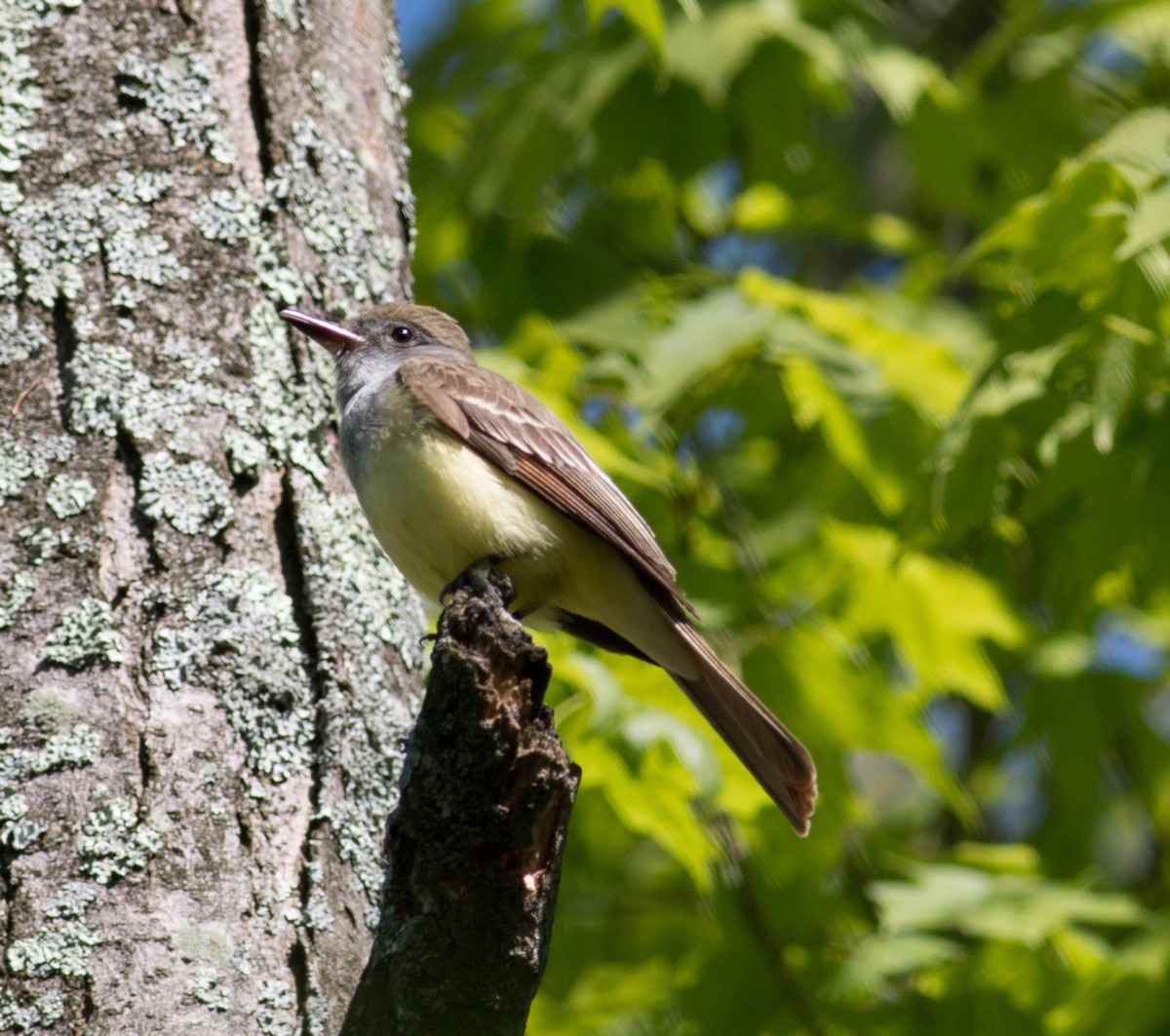 Great Crested Flycatcher - ML340393191
