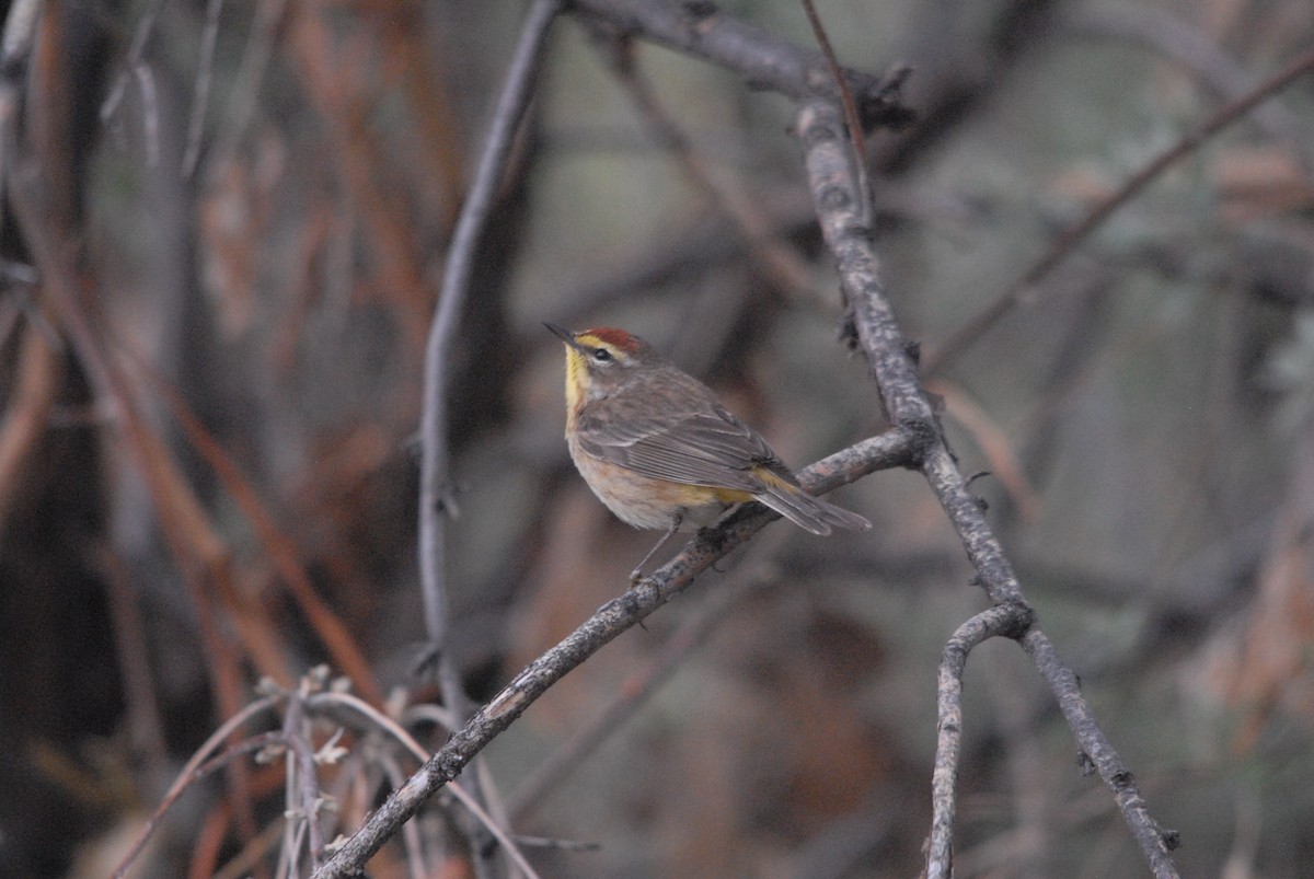 Palm Warbler - Christopher Murray