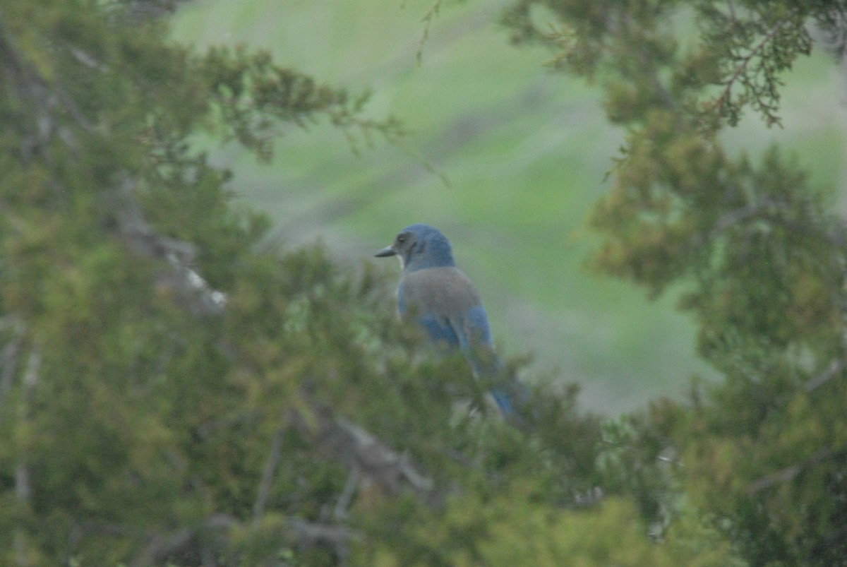 Woodhouse's Scrub-Jay - Christopher Murray