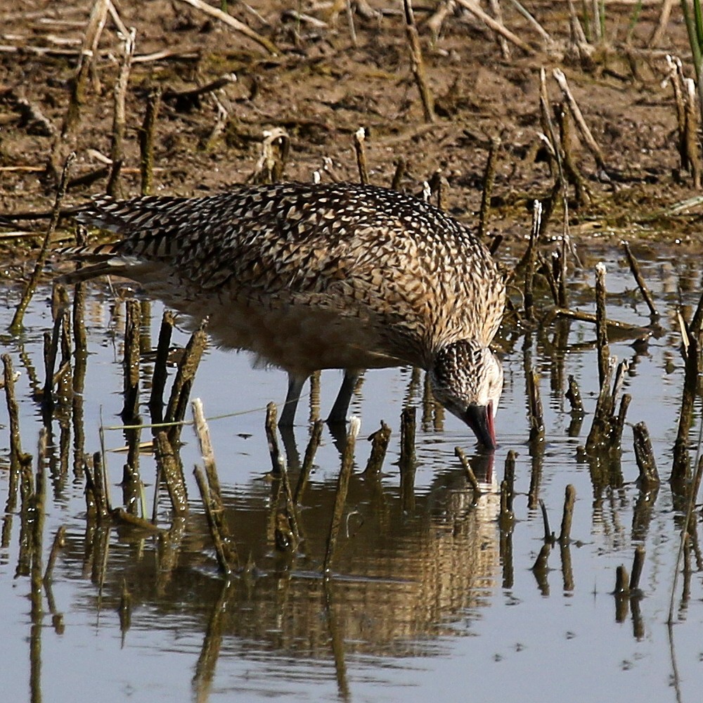 Long-billed Curlew - Jonathan Dowell