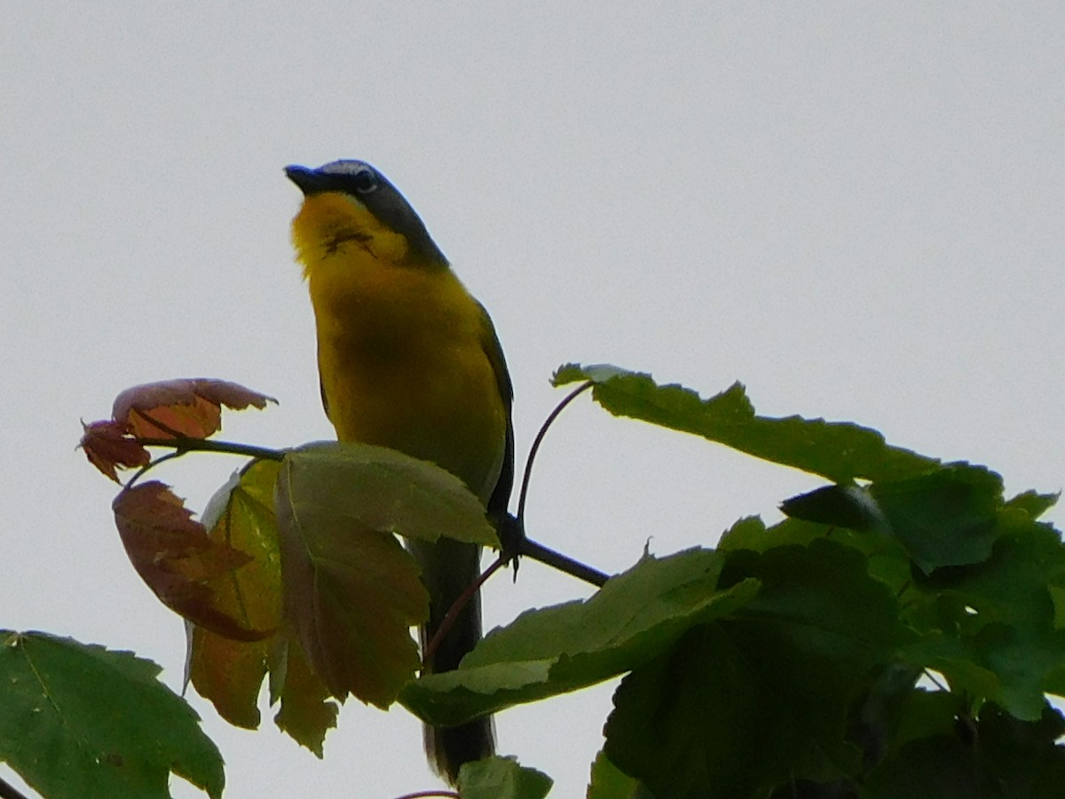 Yellow-breasted Chat - ML340402761