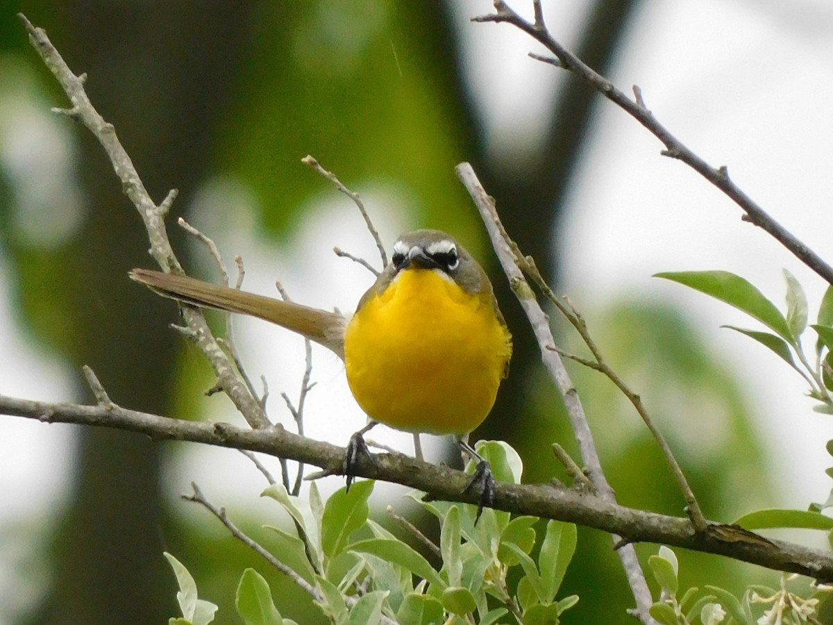 Yellow-breasted Chat - ML340403191
