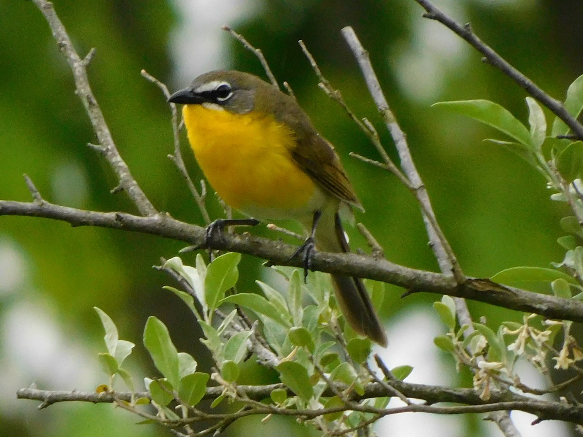 Yellow-breasted Chat - ML340403201