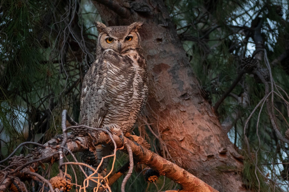 Great Horned Owl - Scott Olmstead