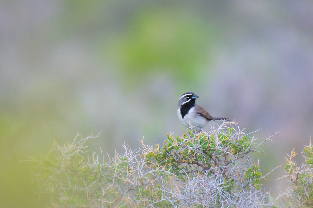 Black-throated Sparrow - Ian Hearn