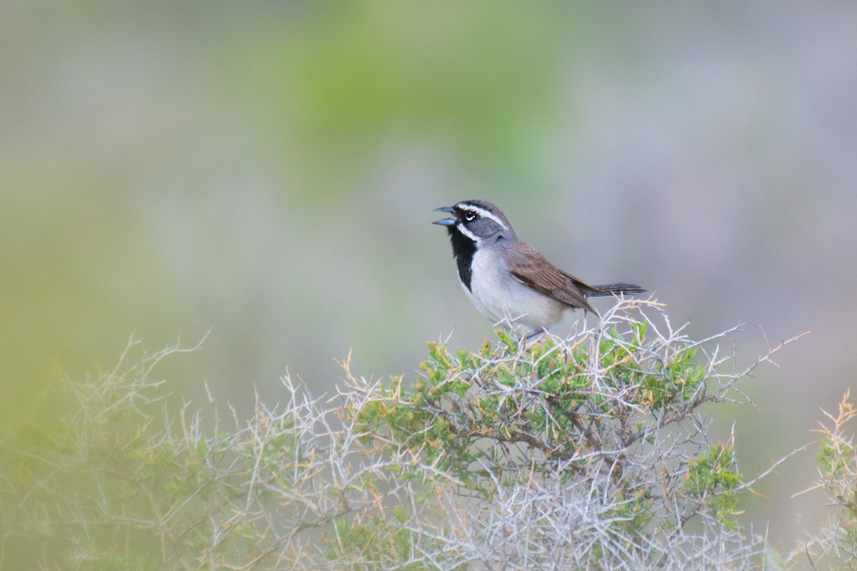 Black-throated Sparrow - ML340404661