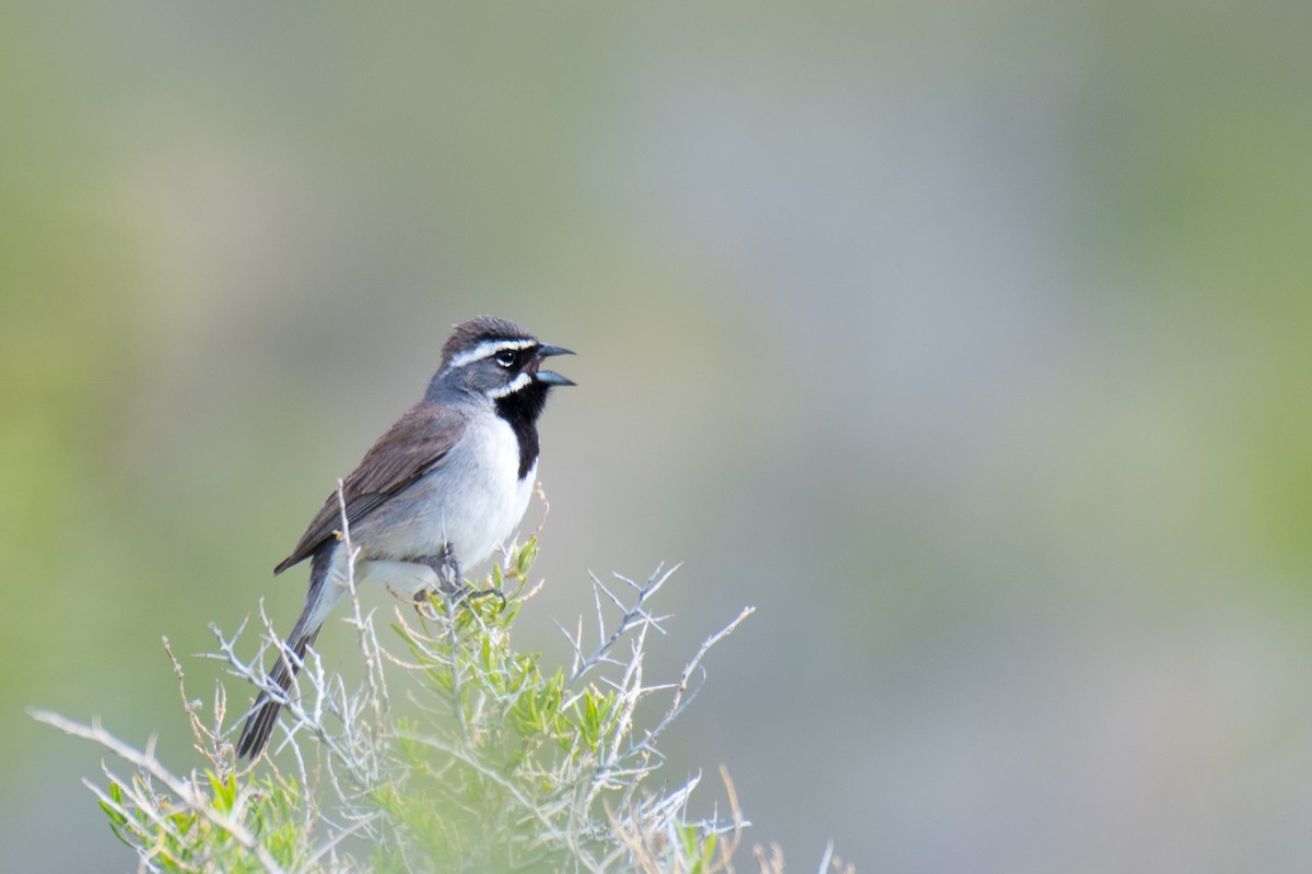 Black-throated Sparrow - ML340404971