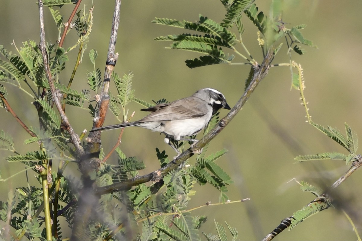Black-throated Sparrow - ML340406911