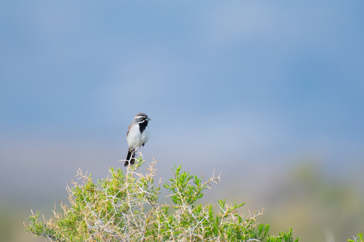 Black-throated Sparrow - ML340407831