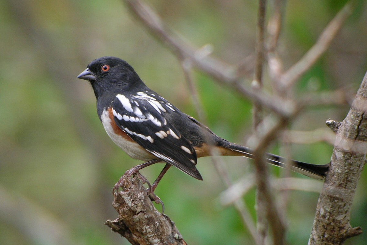 Spotted Towhee - ML34040801