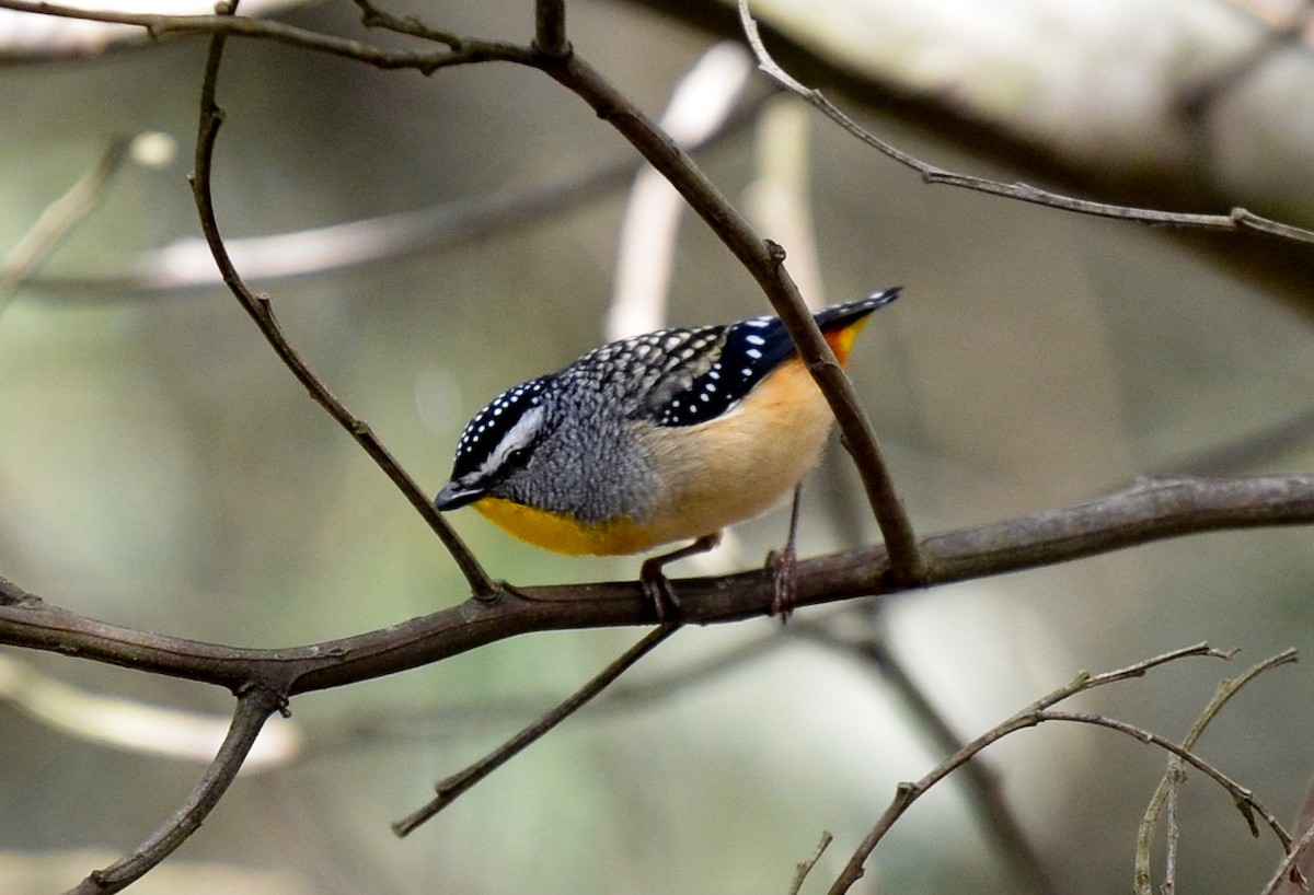 Spotted Pardalote - ML34041041