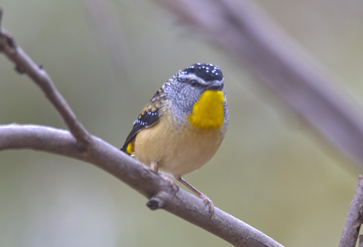 Spotted Pardalote - ML340416261