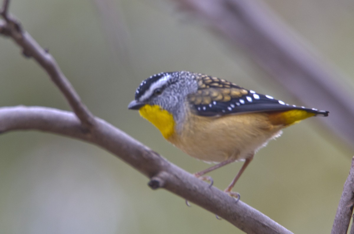 Spotted Pardalote - ML340416271