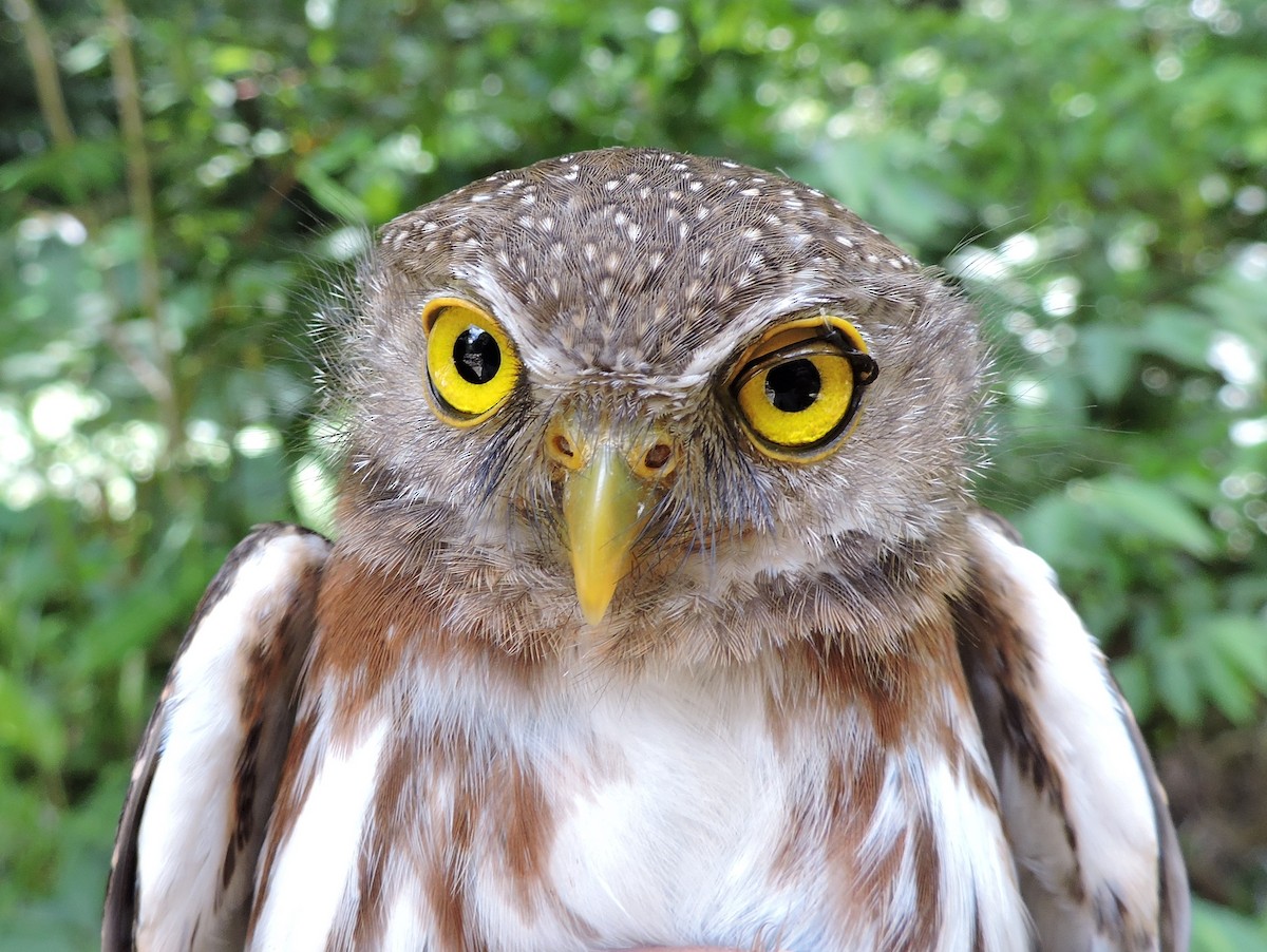 Central American Pygmy-Owl - Georges Duriaux