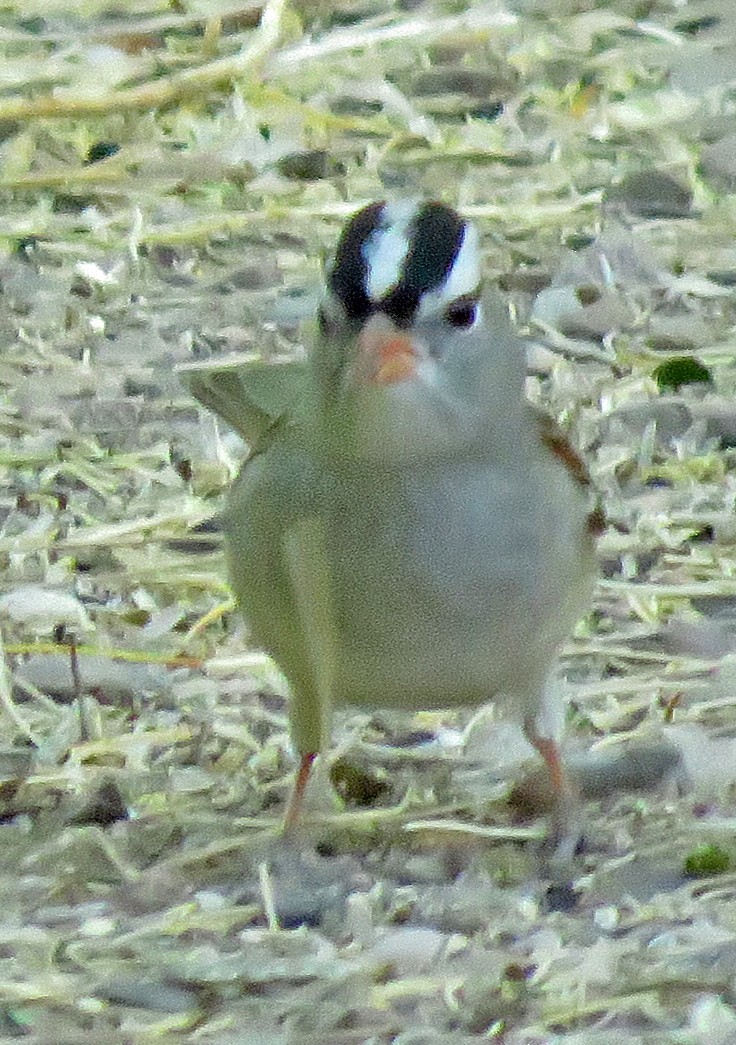White-crowned Sparrow - Diane Drobka