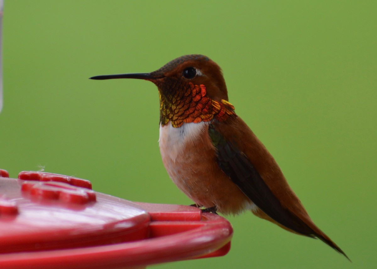 Rufous Hummingbird - ML340424711