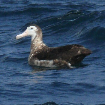 Antipodean Albatross (New Zealand) - Robert Lockett
