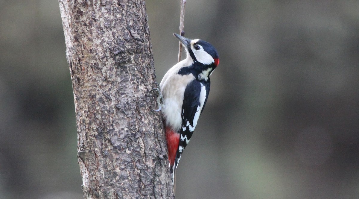 Great Spotted Woodpecker - ML340434601