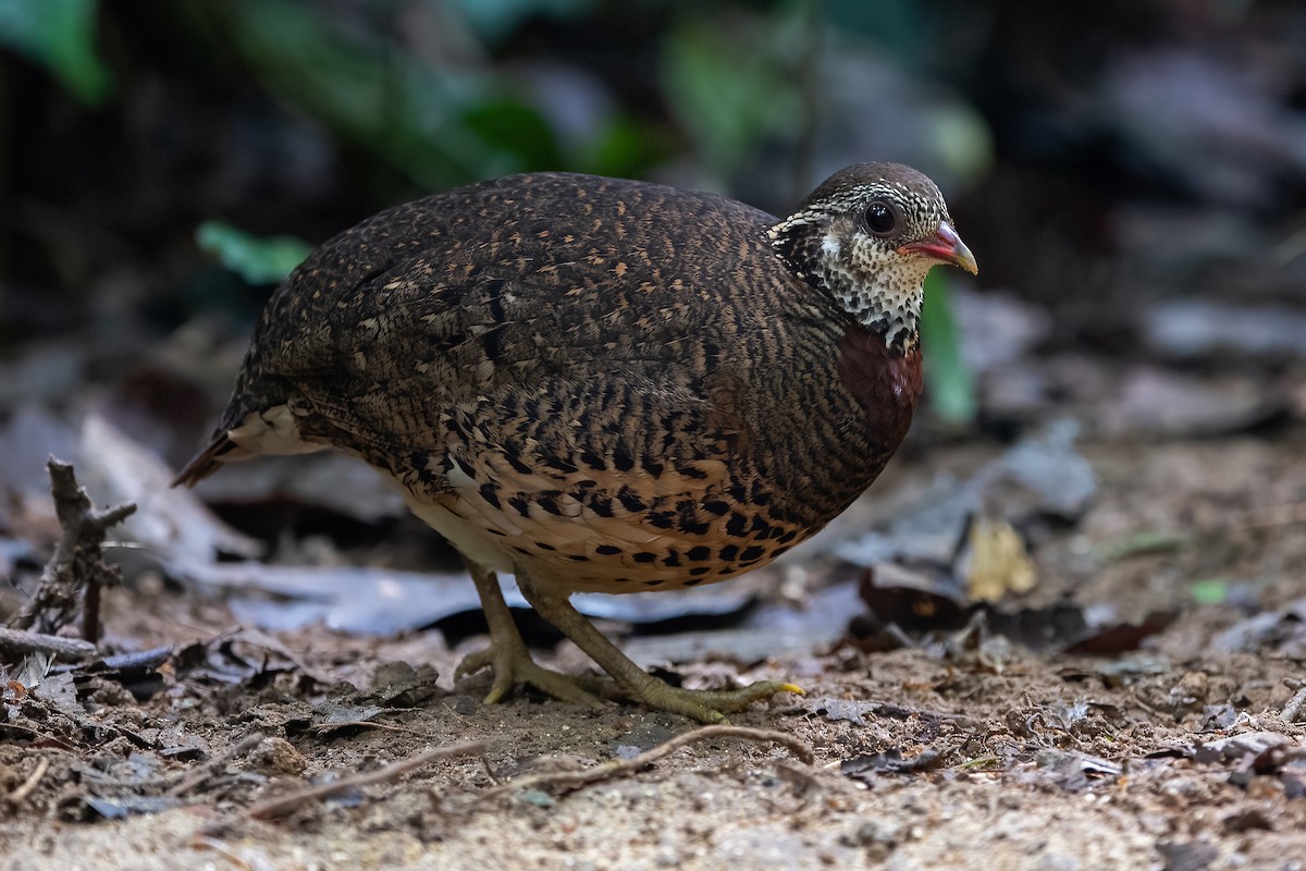 Scaly-breasted Partridge (Tonkin) - ML340435021
