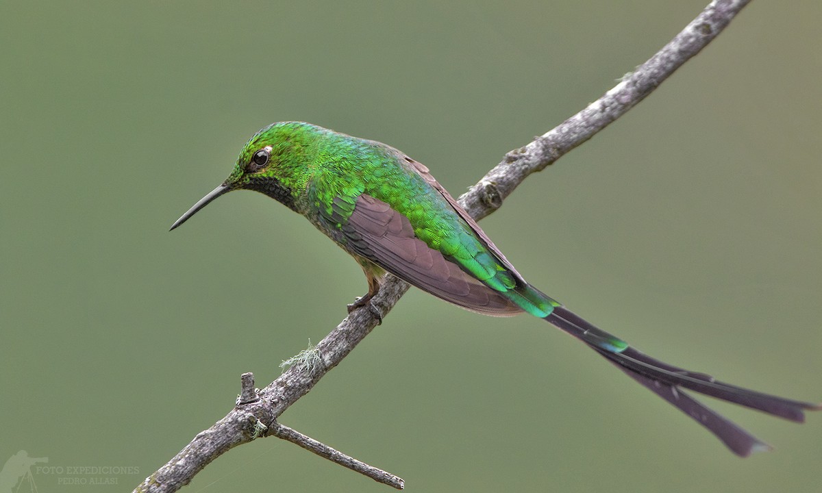 Yeşil Kuyruklu Kolibri - ML340439091