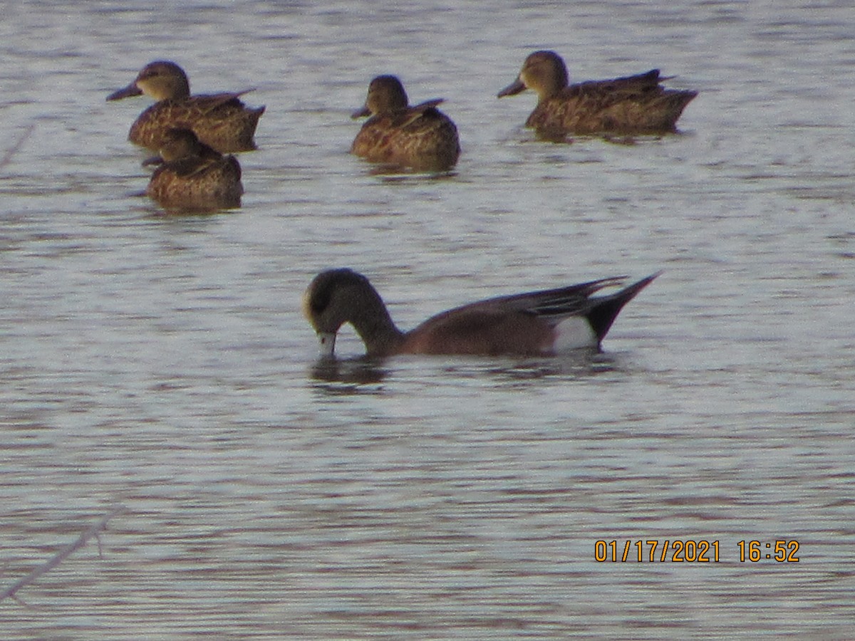 Blue-winged Teal - ML340441021