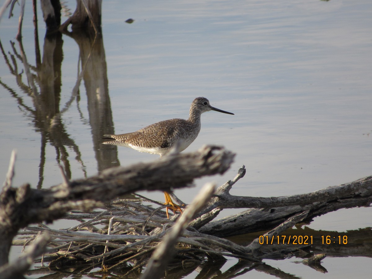 Greater Yellowlegs - Vivian F. Moultrie
