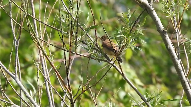 Common Reed Warbler - ML340443051