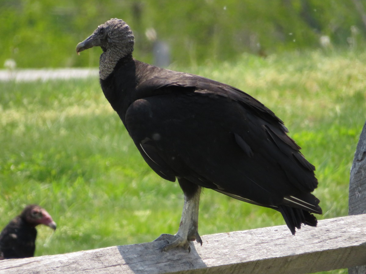 Black Vulture - Mason Willard