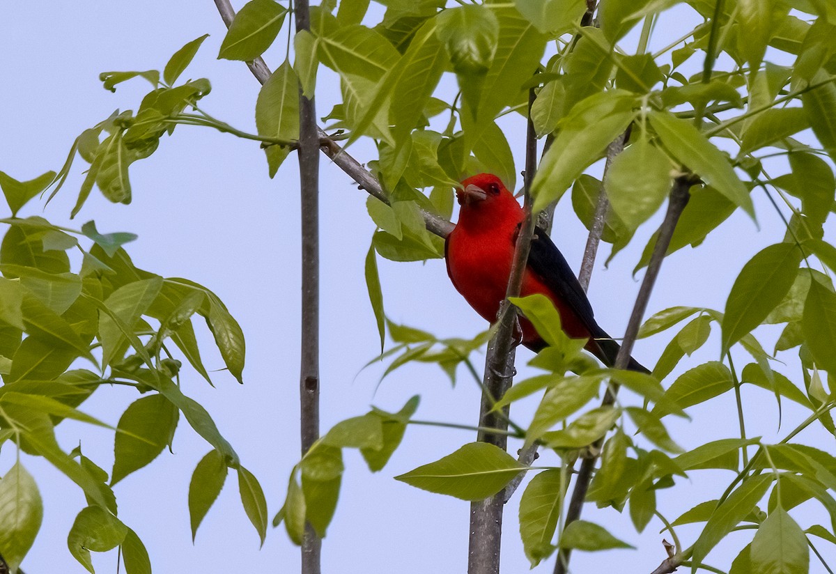 Scarlet Tanager - ML340447801