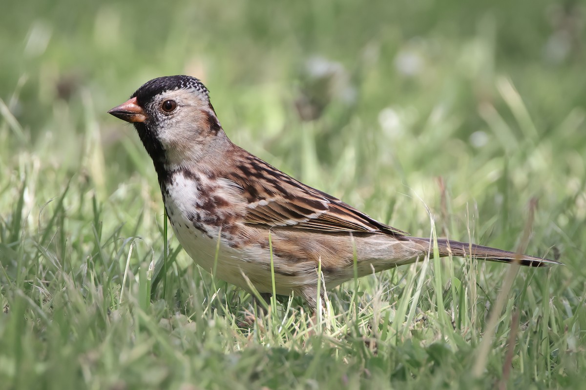 Harris's Sparrow - ML340449271