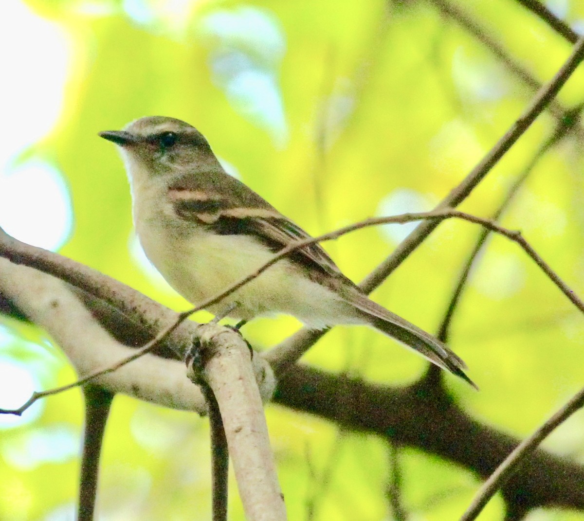 Northern Mouse-colored Tyrannulet - Connie Lintz